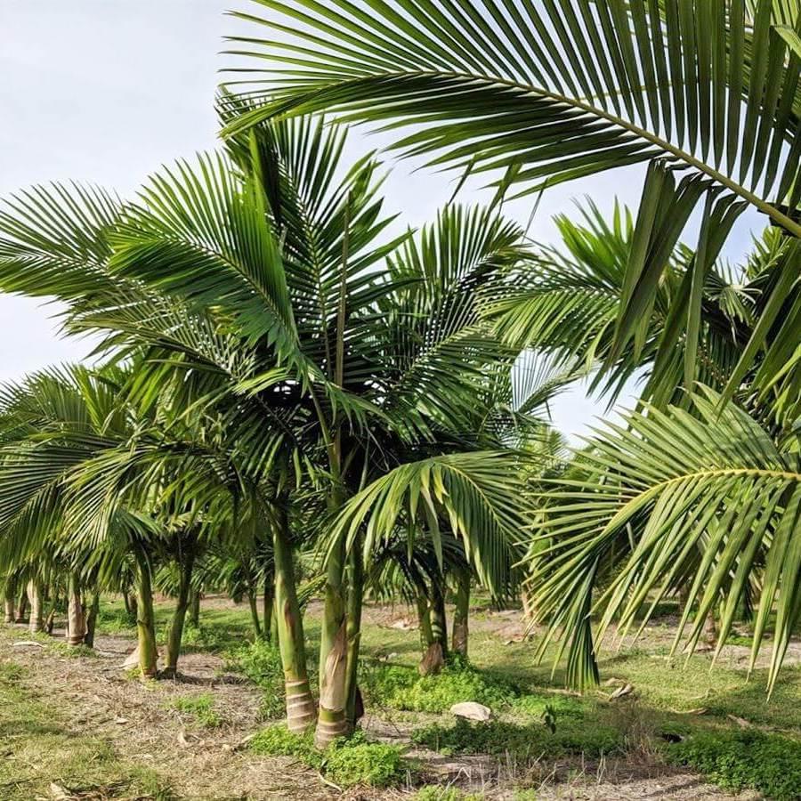 Palm Trees for Sale in Coral Springs, Florida | Palmco