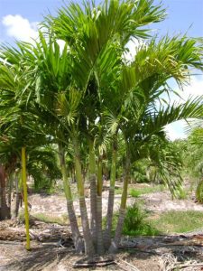 Palm Trees for Sale in Delray Beach, Florida