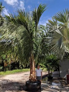Palm Trees for Sale in The Villages, Florida