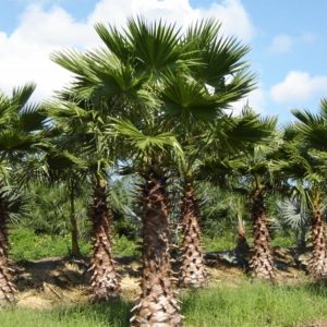 Punta Gorda Palm Tree Nursery