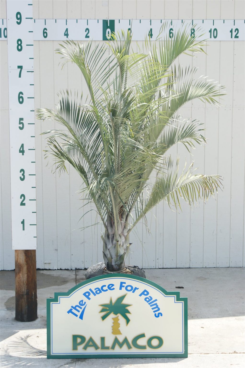 Triangle Palm Dypsis Decaryi Palmco Wholesale Palms, Florida