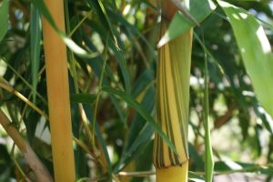 Using Clumping Bamboo in Restaurants / Hospitality Locations