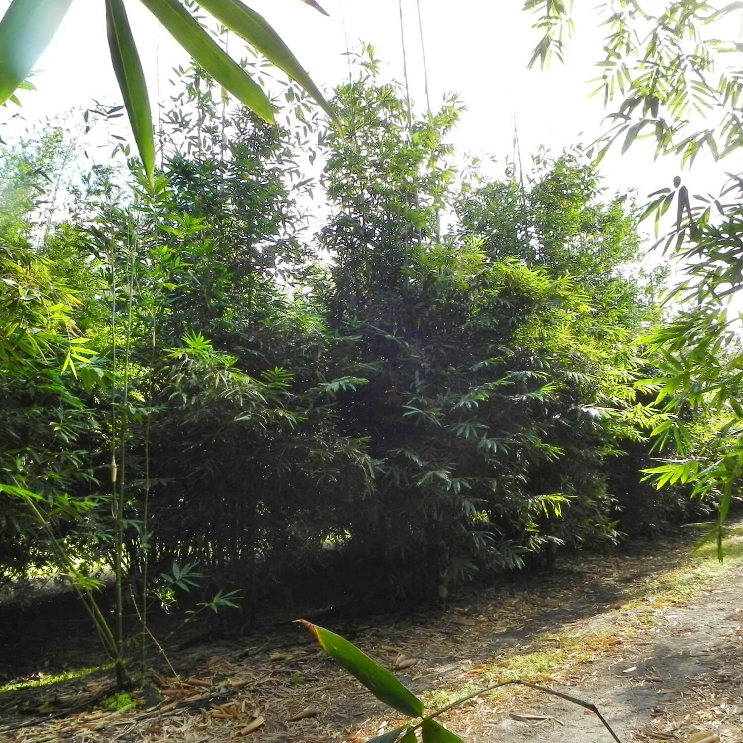 What Bamboo is Best for Privacy Screens? Palmco