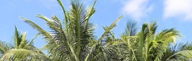 Where to Buy Palm Trees Near Englewood, Florida