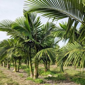 Where to Buy Palm Trees Near North Port, Florida