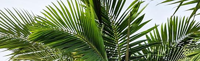 Where to Buy Palm Trees Near Venice, Florida