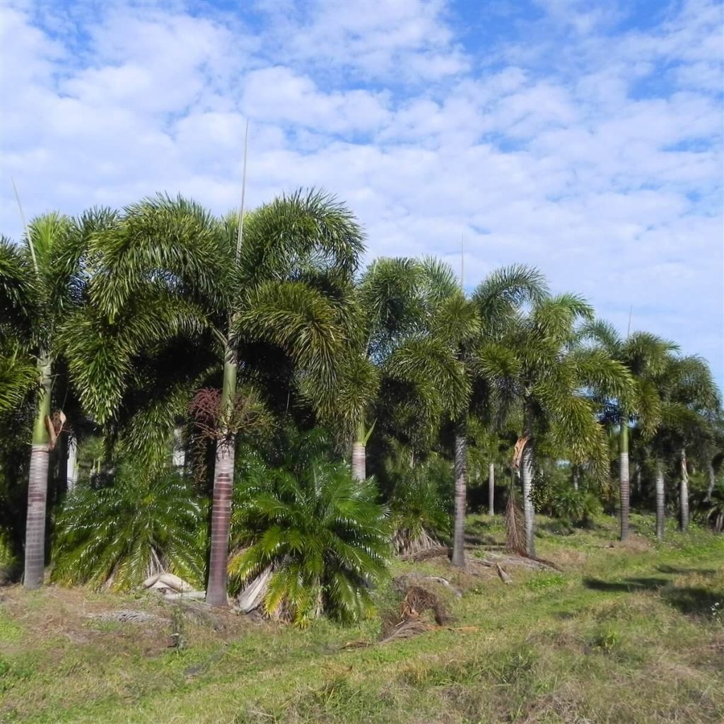 Where to Buy Palm Trees Wholesale Palmco