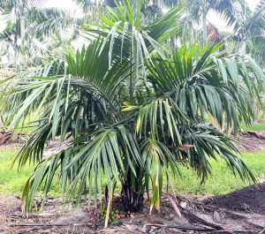 Wholesale Arikury Palm Trees Florida