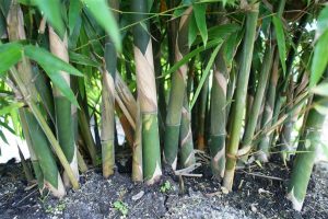 Wholesale Emerald Bamboo
