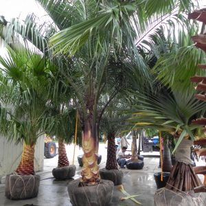 Wholesale Mule Palm Trees for Sale