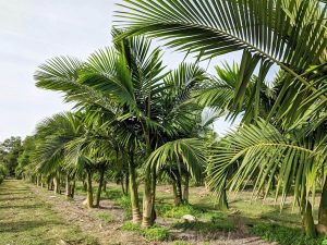 Wholesale Palm Trees for Theme Parks