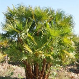 Wholesale Paurotis Palm Trees for Sale