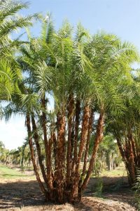 Wholesale Reclinata Palm Trees for Sale