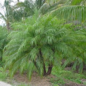 Wholesale Roebelenii Palm Trees for Sale