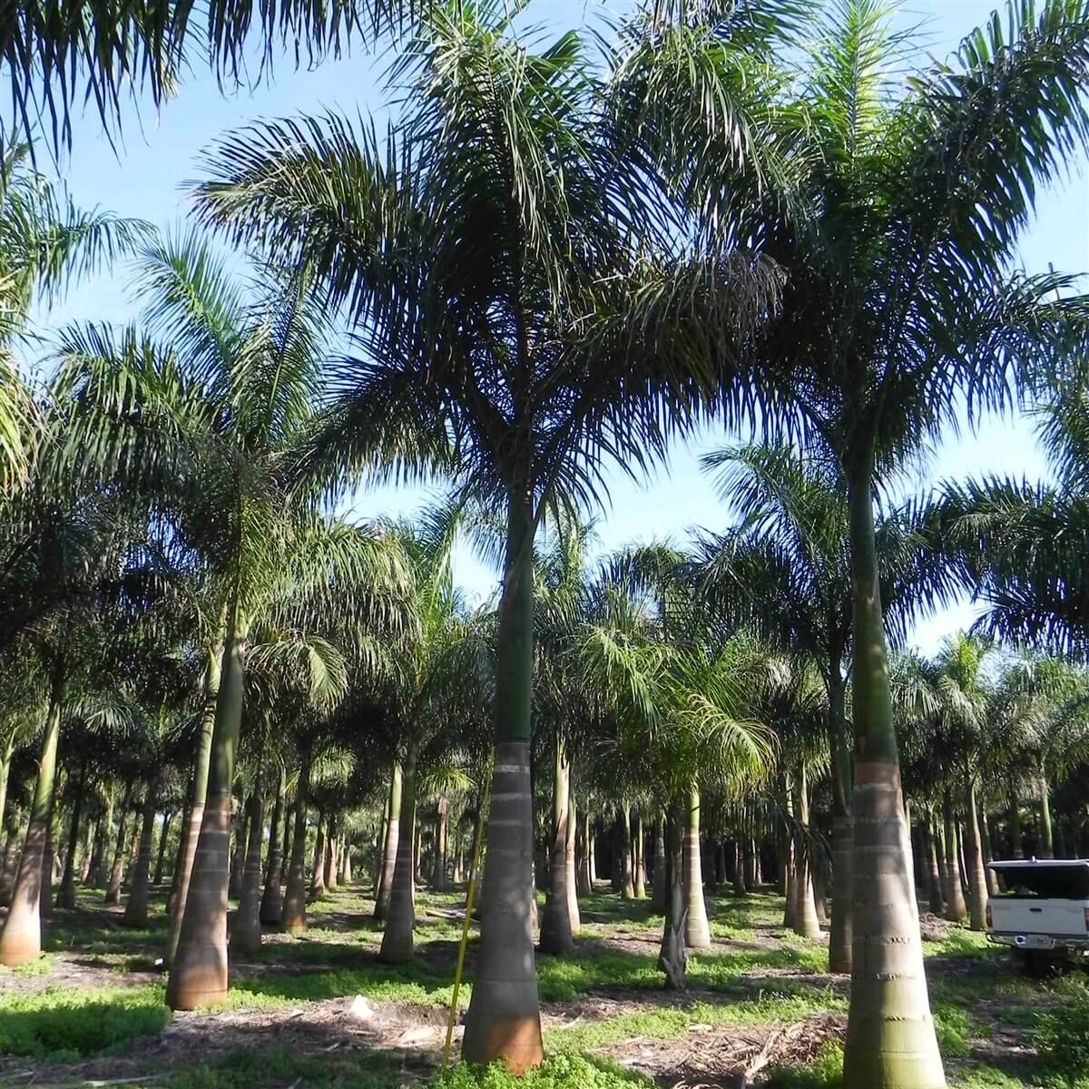 wholesale royal palm trees for sale | palmco